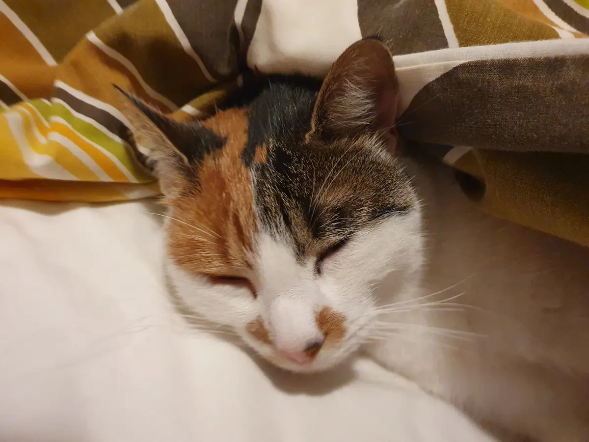 Parkour: Mastering the art of napping after turkey feasting!