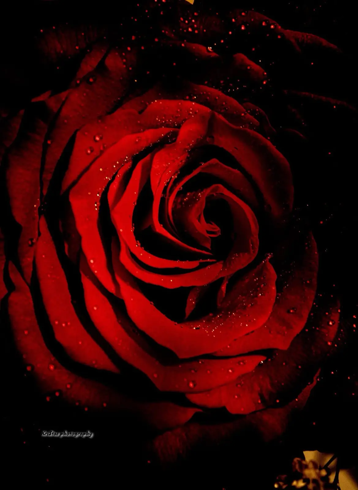 A close-up photograph of a deep red rose with water droplets on its petals, set against a black background. The image has a…