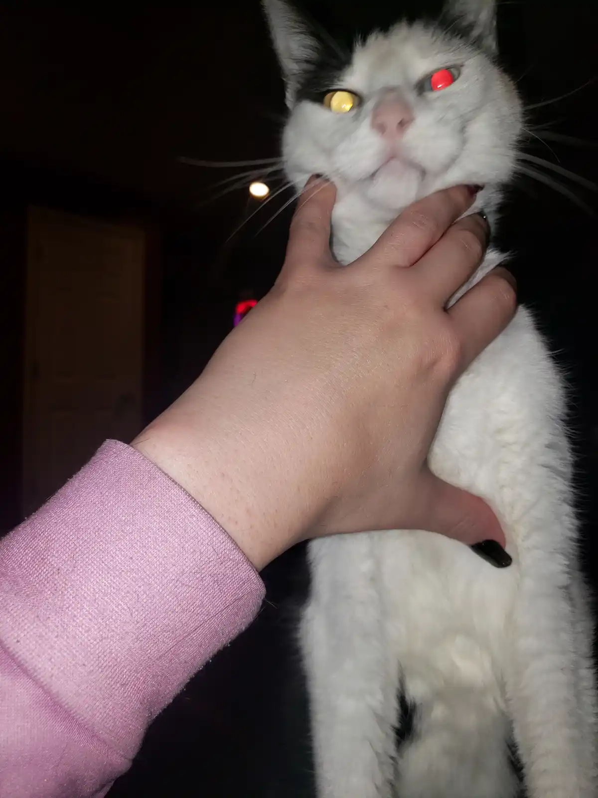 A close-up photo shows a black-and-white cat being held by a person's hand, with one eye glowing red and the other glowing…