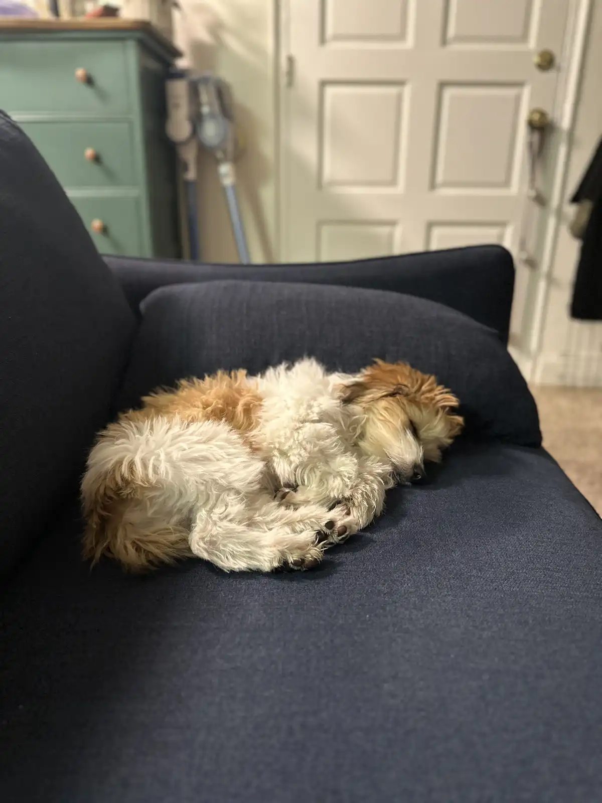 A small, fluffy dog with white and light brown fur is curled up and sleeping soundly on a dark blue couch. Its paws are…