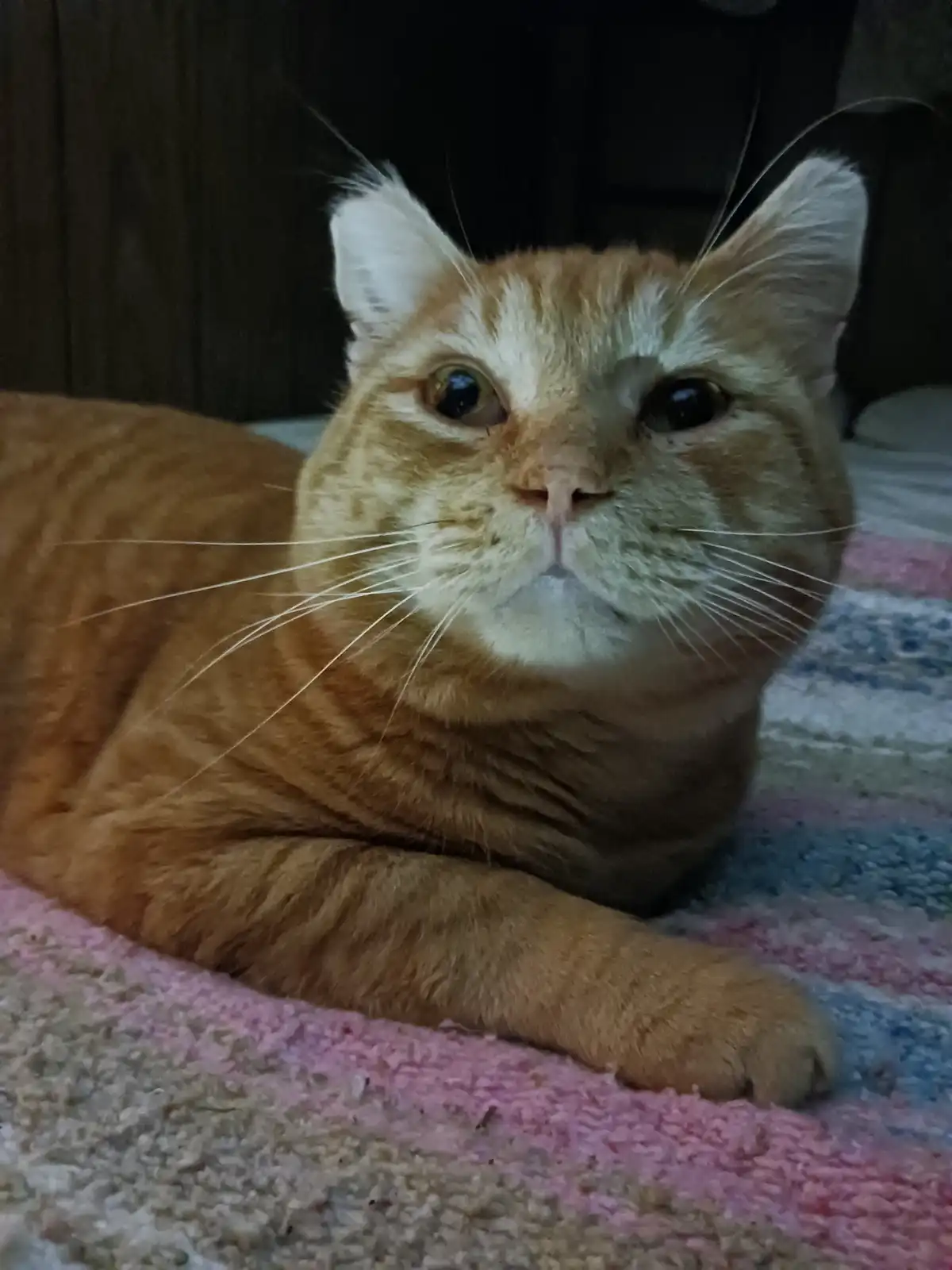 An orange tabby cat with white markings on its face and chest is lying on a colorful striped rug, looking directly at the…
