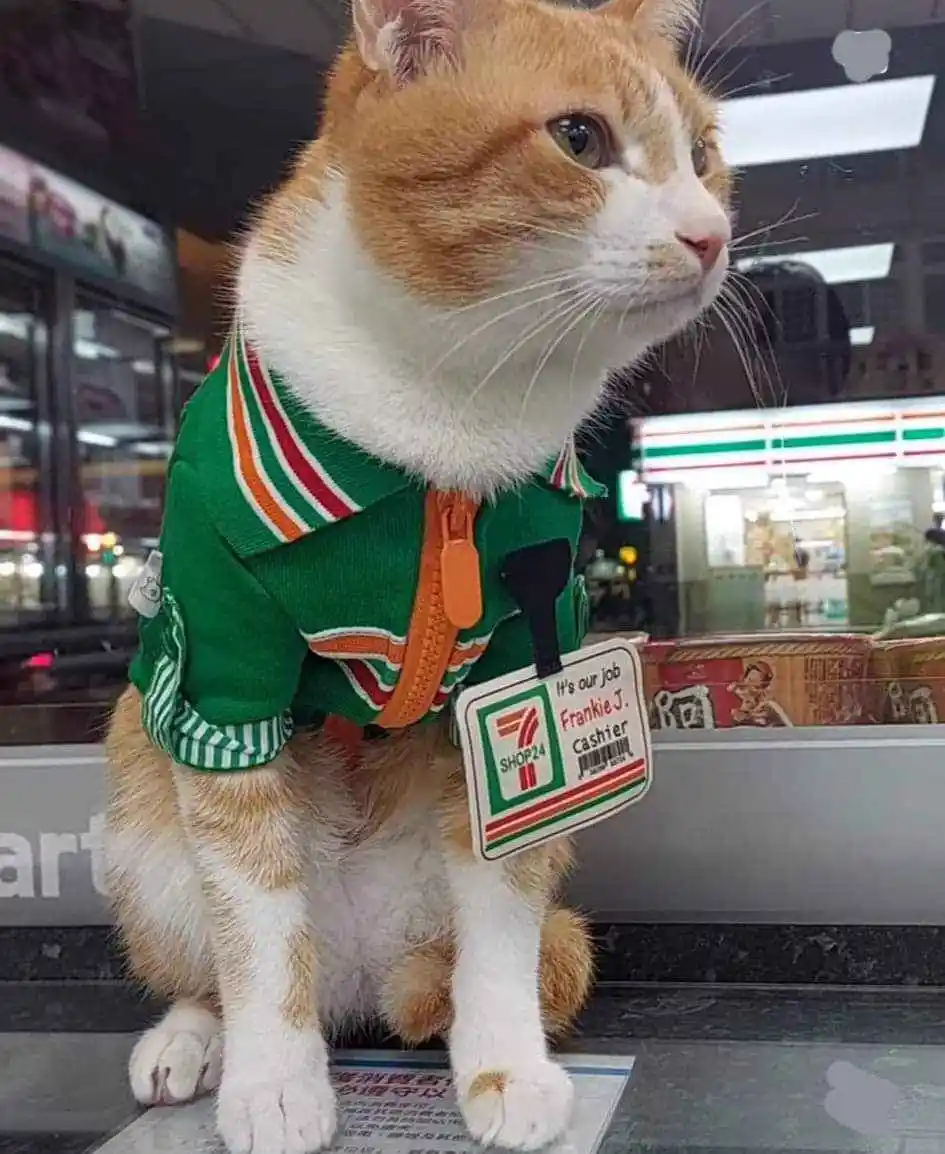 An orange and white cat sits upright on a counter wearing a green 7-Eleven-style uniform with orange zipper and striped…