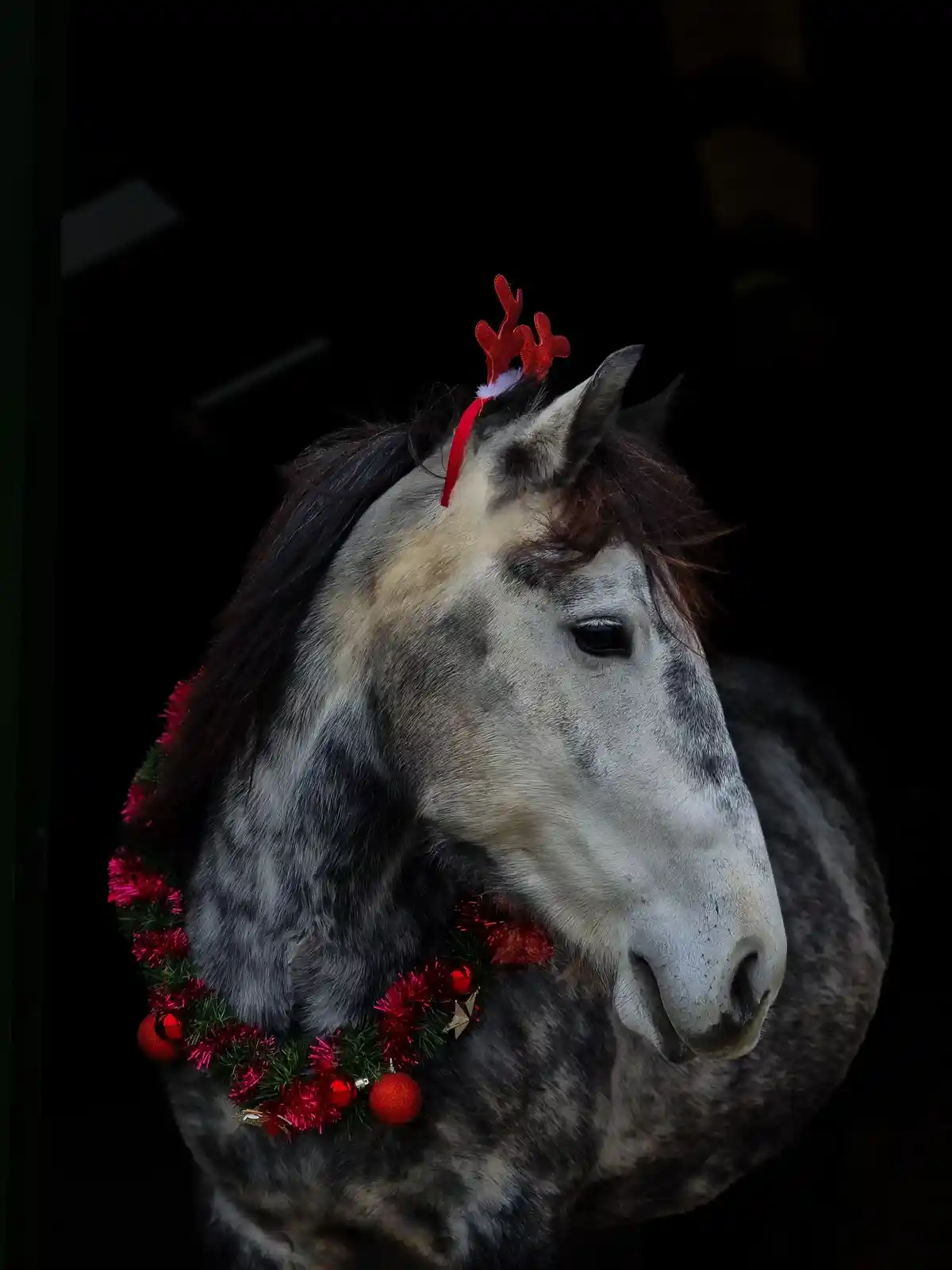 A close-up of a dappled gray horse wearing a red reindeer antler headband and a red and green Christmas wreath with…