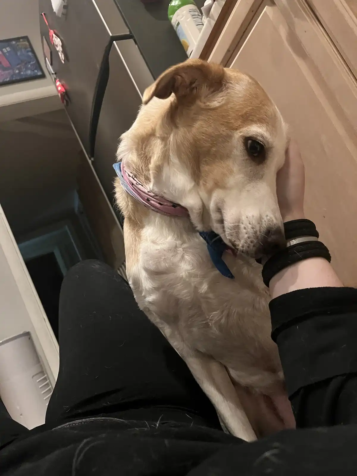 A light brown and white dog with a pink and blue patterned bandana is being held by a person wearing black clothing and…