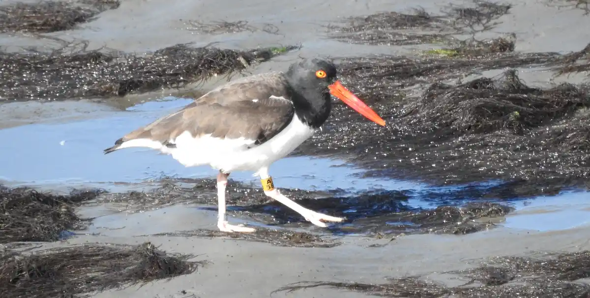 A black-headed oystercatcher with a bright orange beak and yellow eye stands on a muddy, seaweed-strewn beach, its right leg…