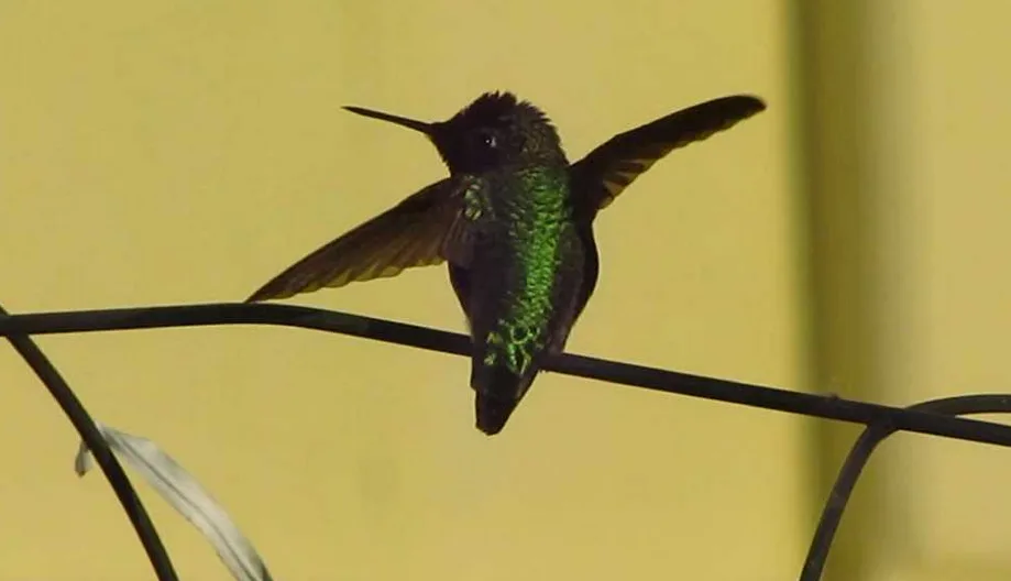 A small hummingbird with iridescent green feathers is perched on a thin black wire against a plain yellow background, its…