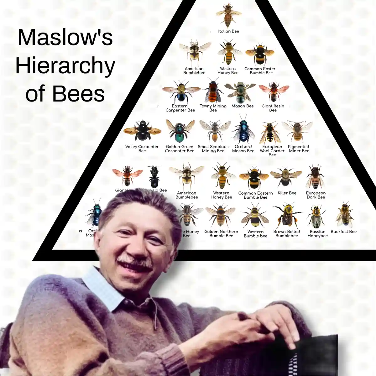 The image displays a pyramid labeled 'Maslow's Hierarchy of Bees,' with various bee species arranged in tiers from top to…