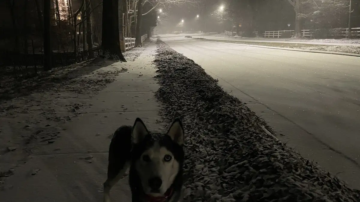 A husky dog with striking blue eyes and black-and-white fur stands on a snow-covered sidewalk at night, looking directly at…