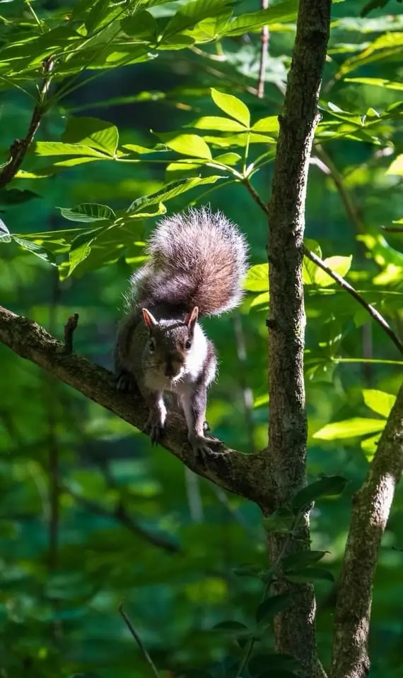 A gray squirrel with a bushy tail is perched on a tree branch in a sunlit forest, looking directly at the camera with an…
