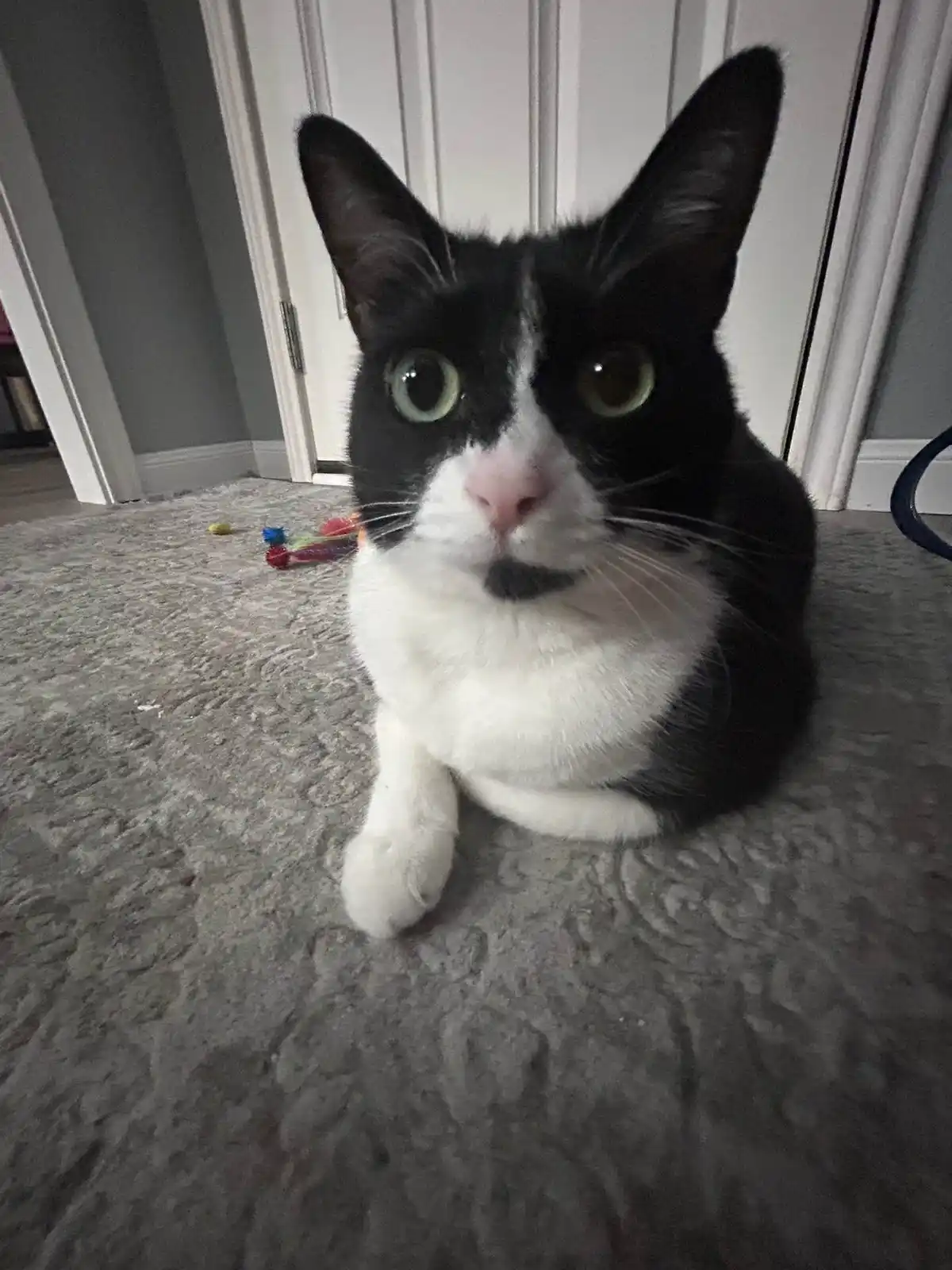 A black and white cat with wide, startled-looking eyes sits on a gray carpet, looking directly at the camera. The cat has a…