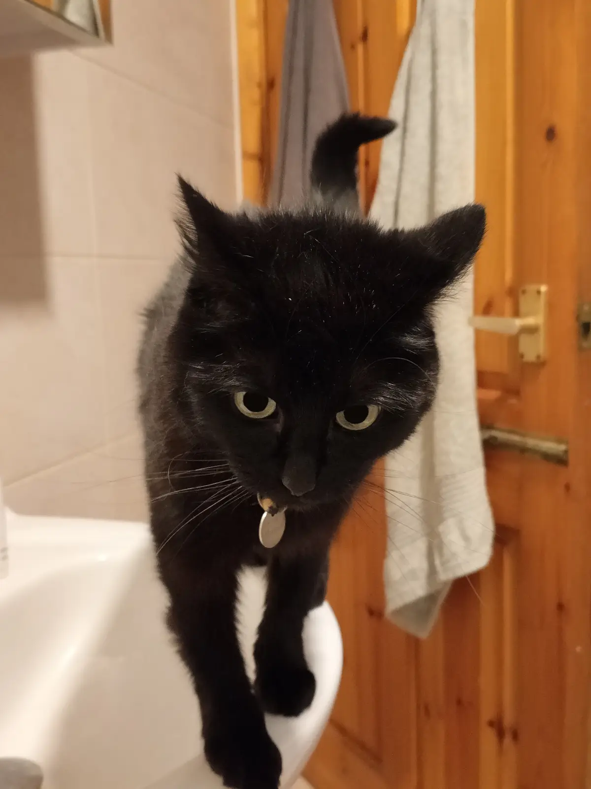 A black cat with a coin dangling from its mouth stands on a white toilet in a bathroom, looking directly at the camera with…