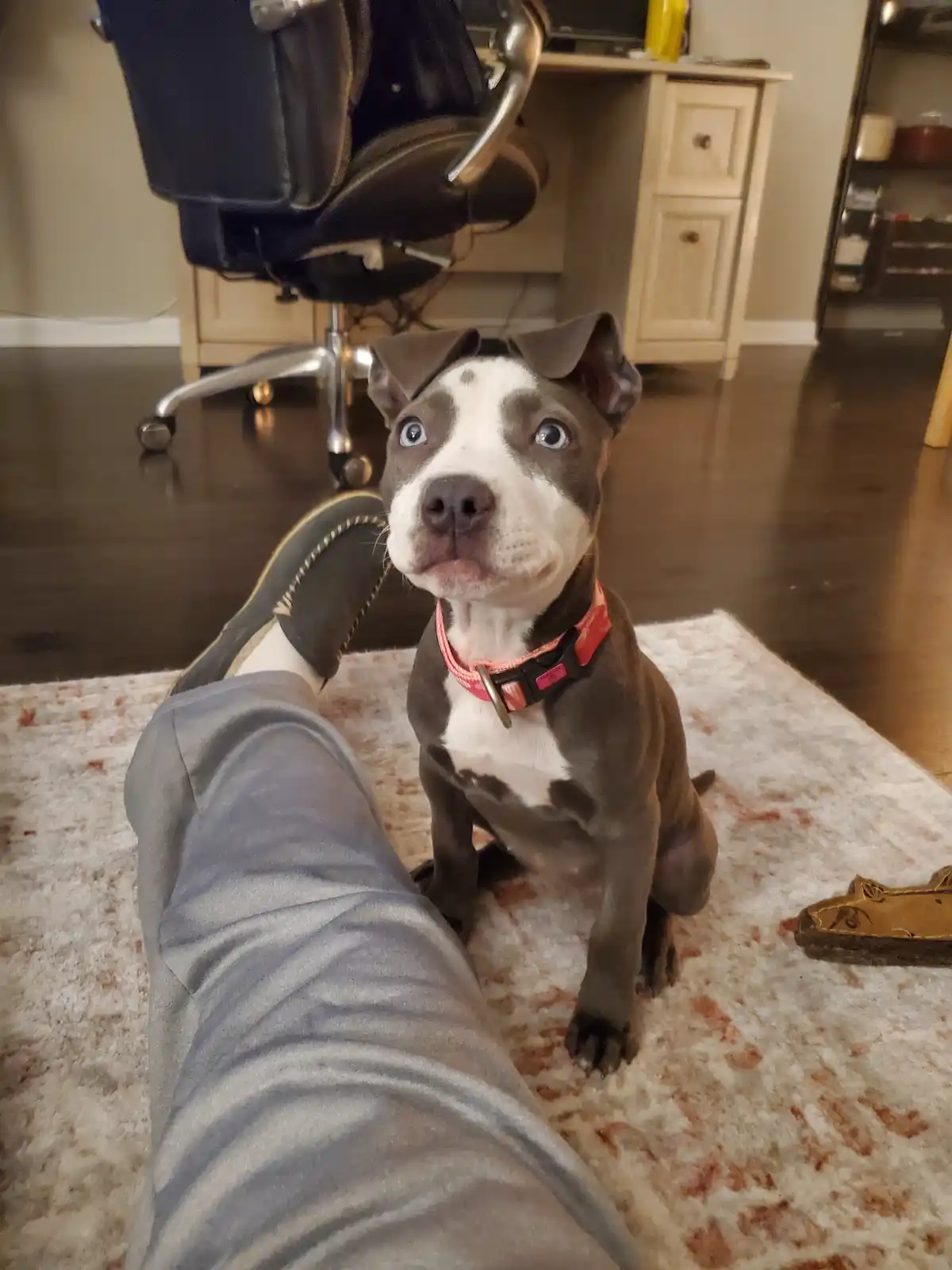 A blue-eyed, gray and white pit bull puppy with a pink collar sits on a patterned rug, looking up with wide, pleading eyes…