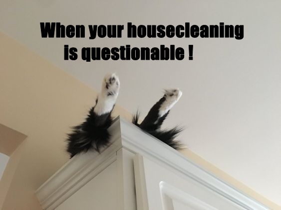 Finally Found the Cat After Two Hours of Searching...