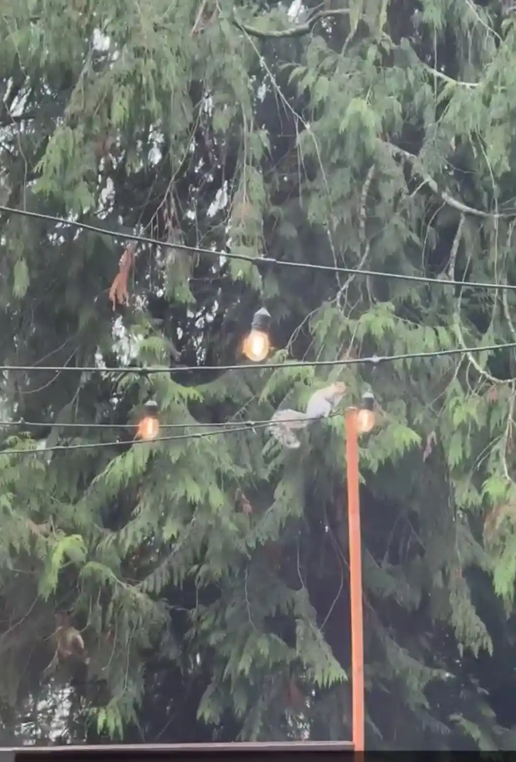 Squirrels Have a New Hobby: Chewing My String Lights
