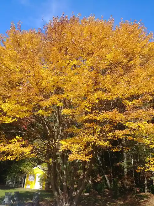 A large tree with vibrant yellow and orange autumn leaves dominates the image against a clear blue sky. In the background…