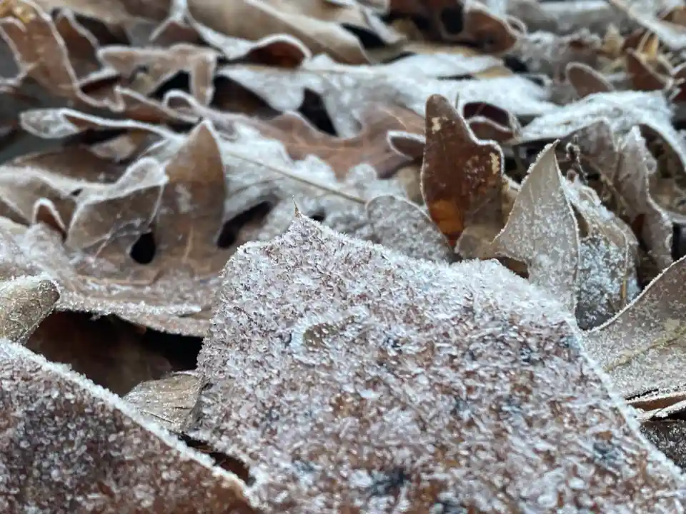 A close-up photo shows a pile of brown, dried oak leaves covered in a thick layer of white frost, with the frost…