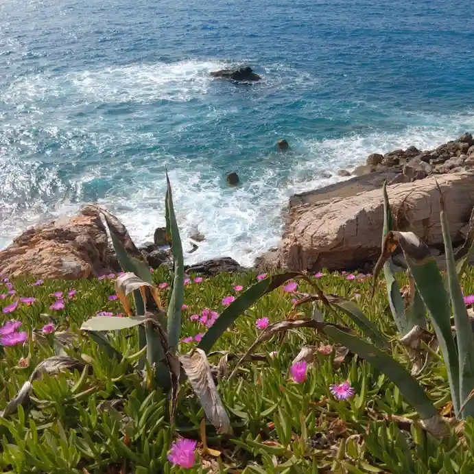 A scenic photo of a rocky coastline with turquoise ocean waves crashing against rocks, foregrounded by green succulent…