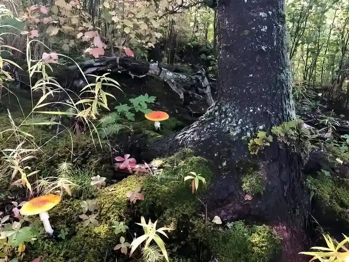 A forest scene with moss, fallen logs, and trees, featuring two bright orange mushrooms with white stems. Overlaid text…