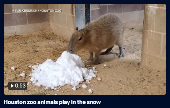 A capybara stands in a sandy enclosure, sniffing a pile of white snow. The image is from a video by Kevin Kendrick / Houston…