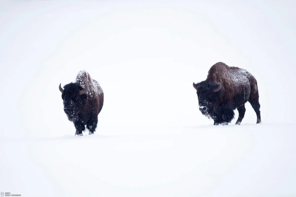 Two large bison stand in a vast, snowy field, their dark brown fur dusted with snow. The bison on the right has icicles…