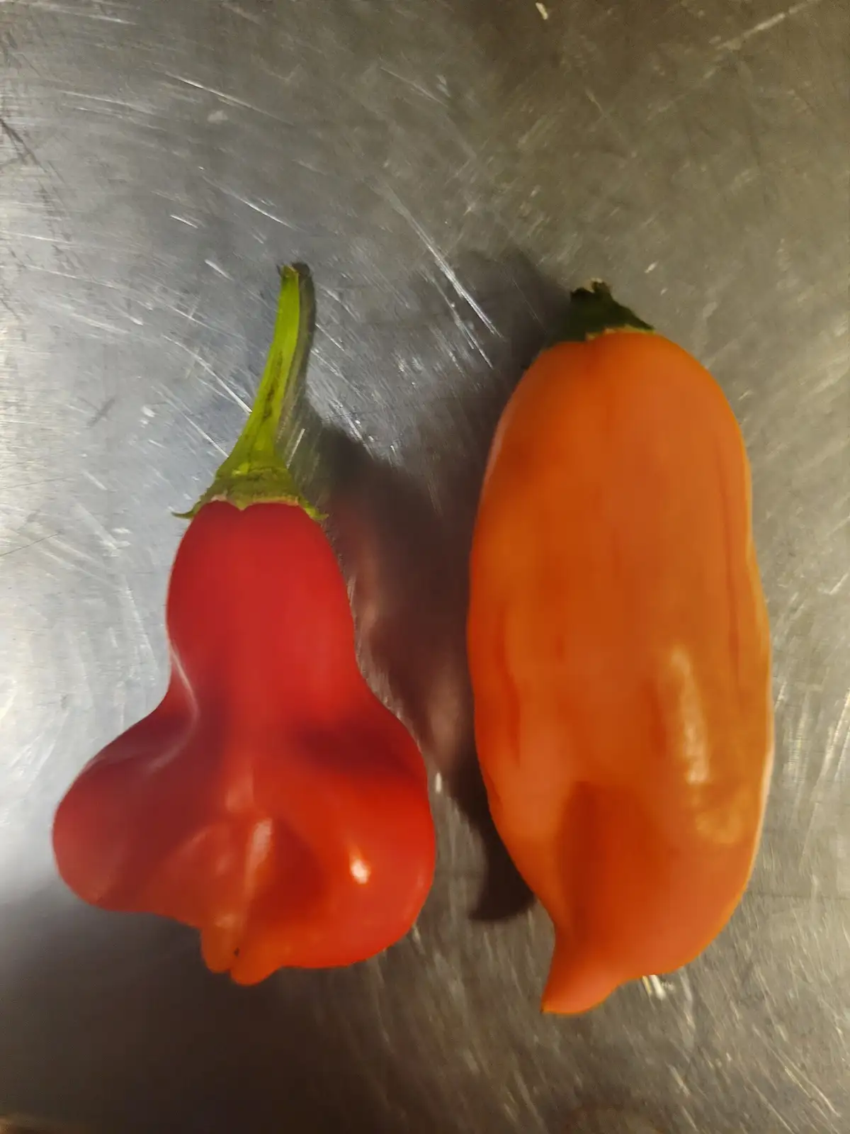 Zebrange: Nature's Unique Blend of Two Plants