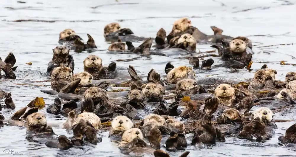 A large group of sea otters float together in shallow water, many looking directly at the camera with their paws raised or…