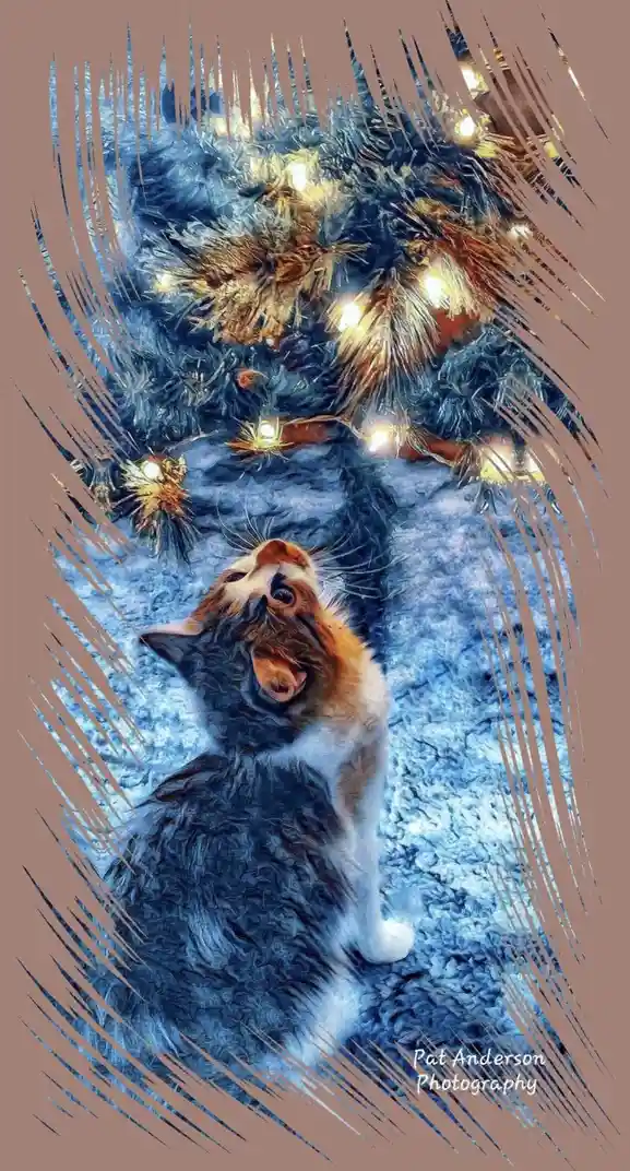 A calico cat sits on a blue textured rug, gazing upward at a decorated christmas tree with glowing lights. The image has a…