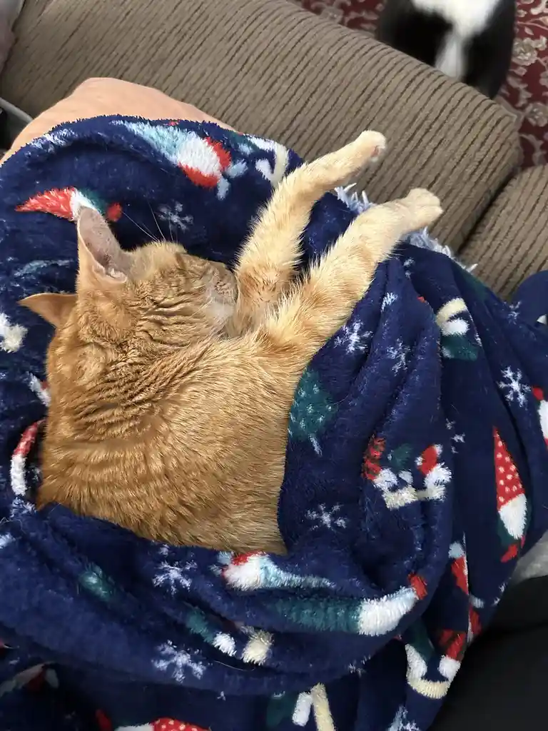 An orange tabby cat is curled up and sleeping soundly on a blue fleece blanket with a festive pattern of snowflakes…