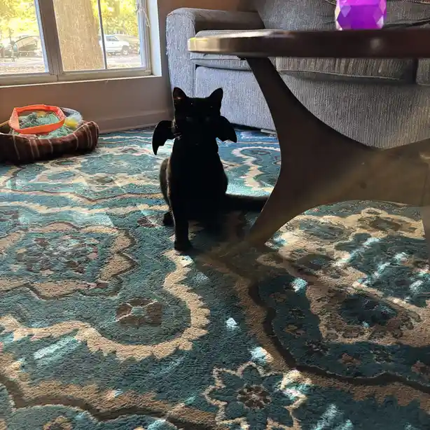 A black cat sits on a patterned blue and beige rug indoors, wearing small black bat wings on its back. Sunlight streams in…