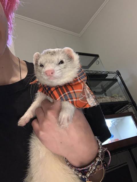A person with pink hair holds a white ferret wearing an orange and black plaid scarf. The ferret looks directly at the…