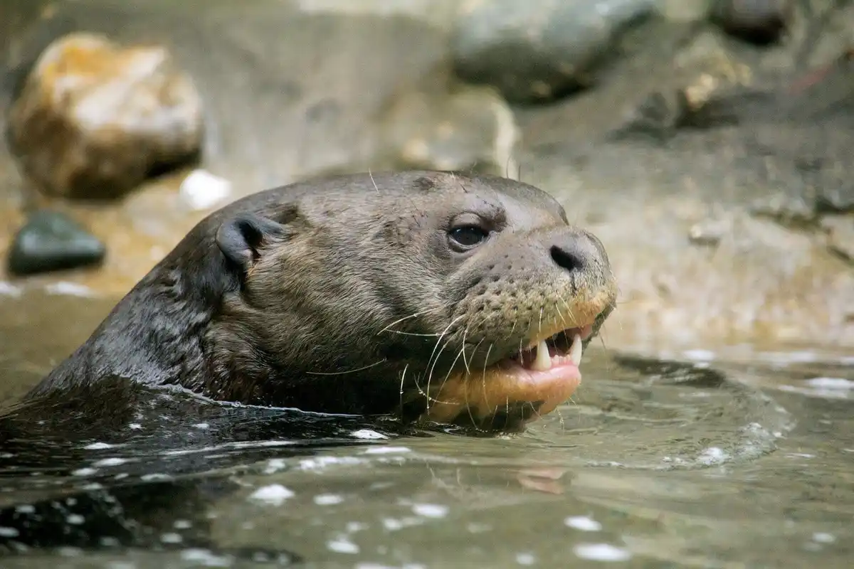A close-up photo of a river otter's head emerging from water, its mouth slightly open showing teeth and whiskers, with a…