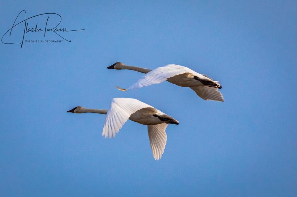 The Great Swan Migration: Nature's Spectacle
