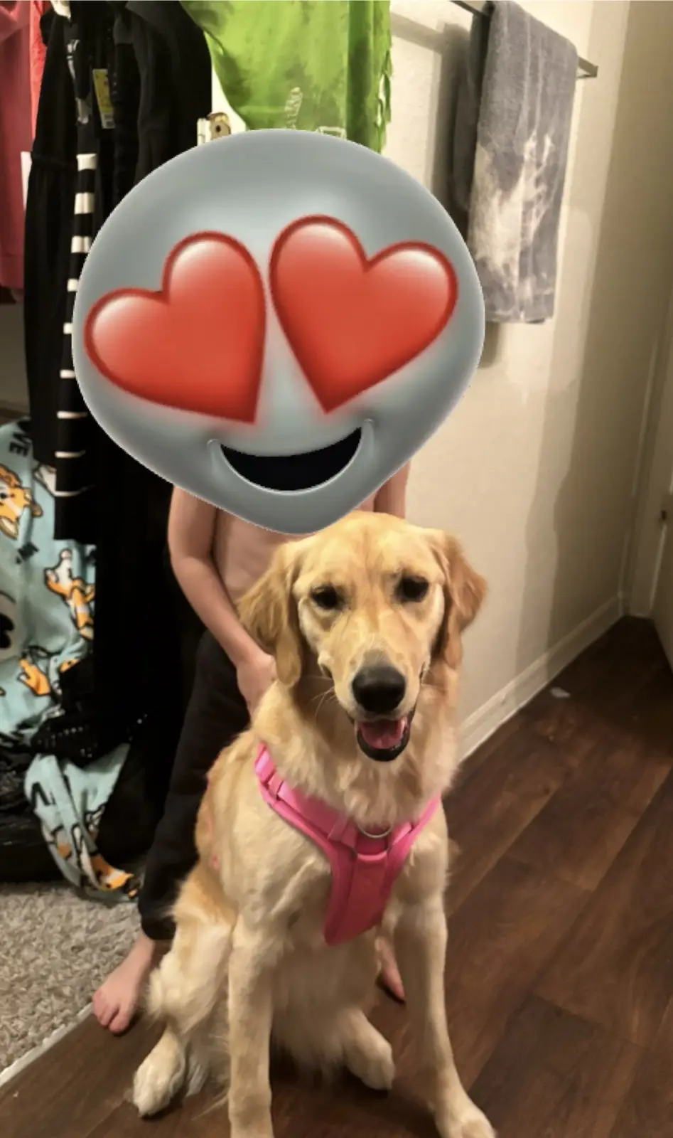 A golden retriever wearing a pink harness sits on a wooden floor, looking at the camera with a slightly bored or unimpressed…