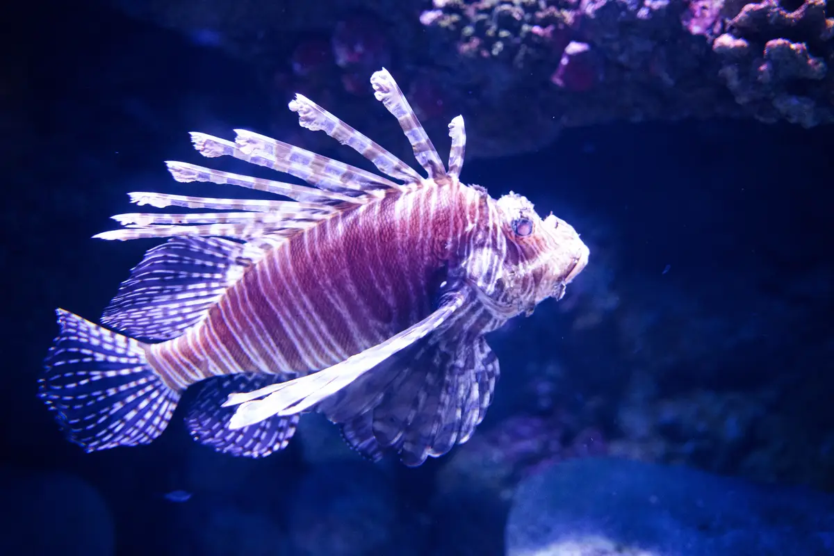 A lionfish swims gracefully in an aquarium with dark blue water and coral in the background. Its body is striped with…