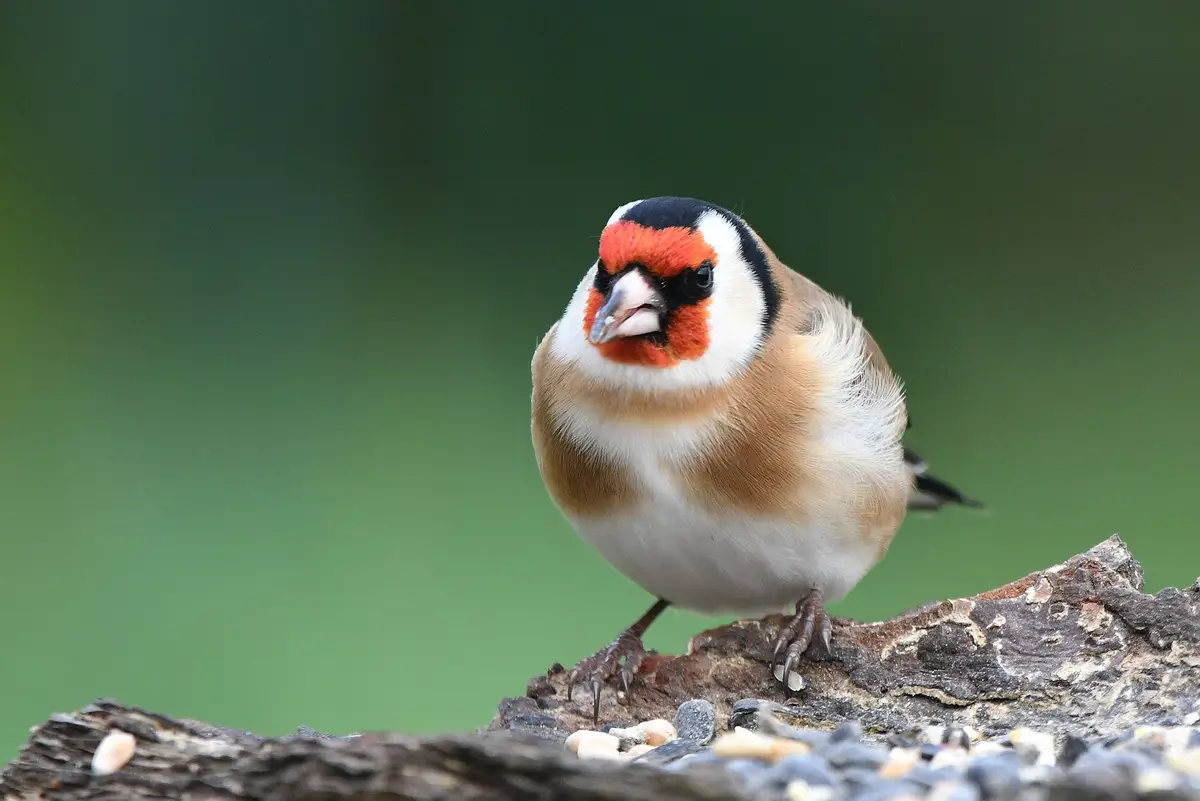 A close-up photo of a male European goldfinch perched on a weathered log covered in birdseed, looking directly at the camera…