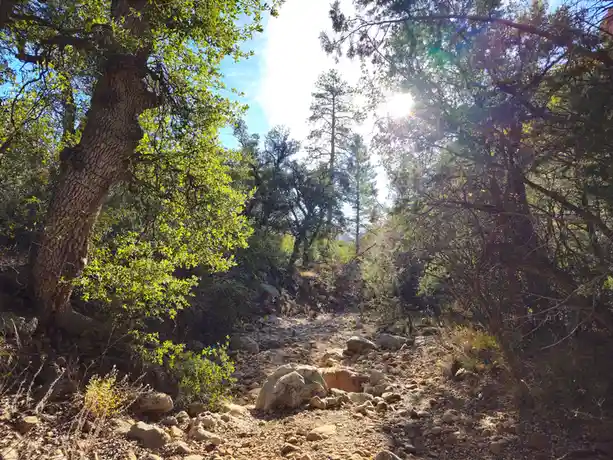 A sun-dappled, rocky forest trail winds through dense trees with sunlight filtering through the canopy. The overlaid text…