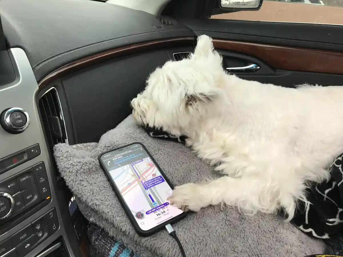 A fluffy white dog is lying in the passenger seat of a car, its paw resting on a smartphone displaying a navigation map. The…