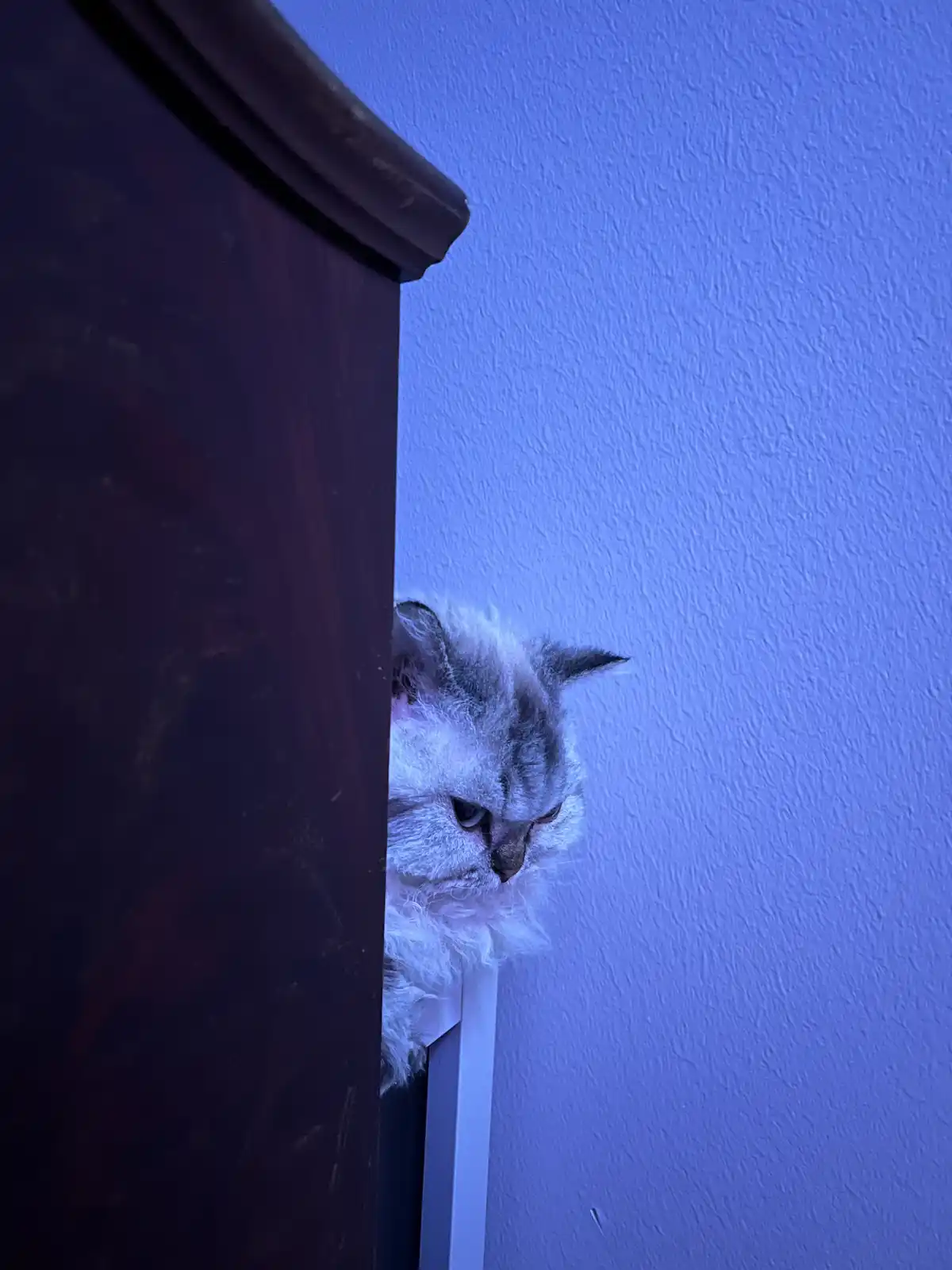A fluffy, long-haired cat with a grumpy expression peeks out from behind a dark wooden piece of furniture against a blue-lit…