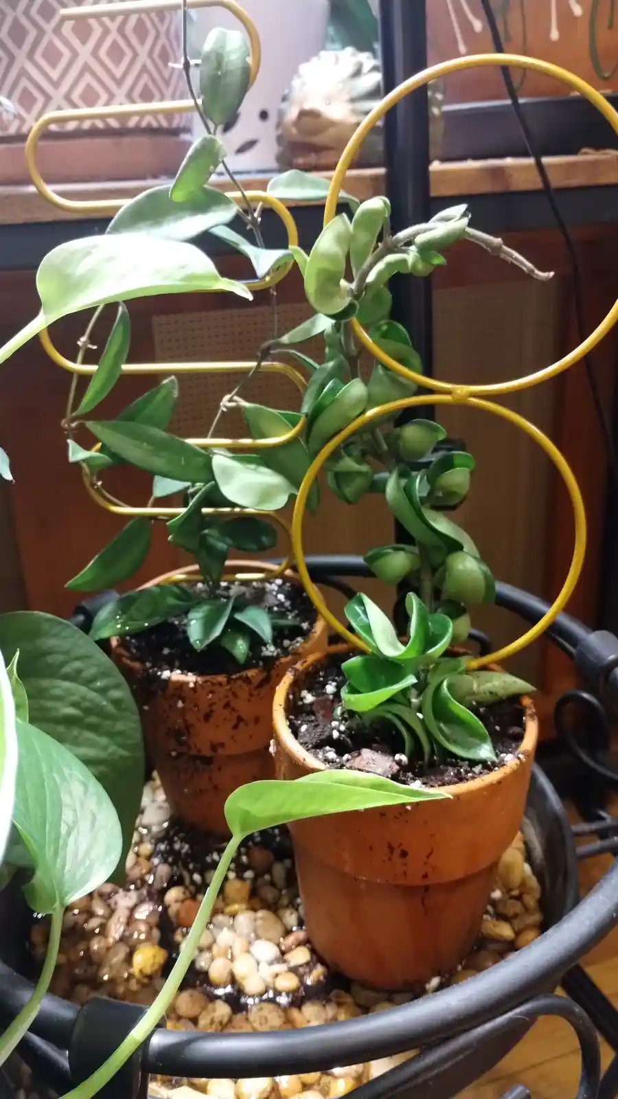 Two potted plants with curled, drooping leaves are shown in terracotta pots, supported by a yellow metal trellis, with the…