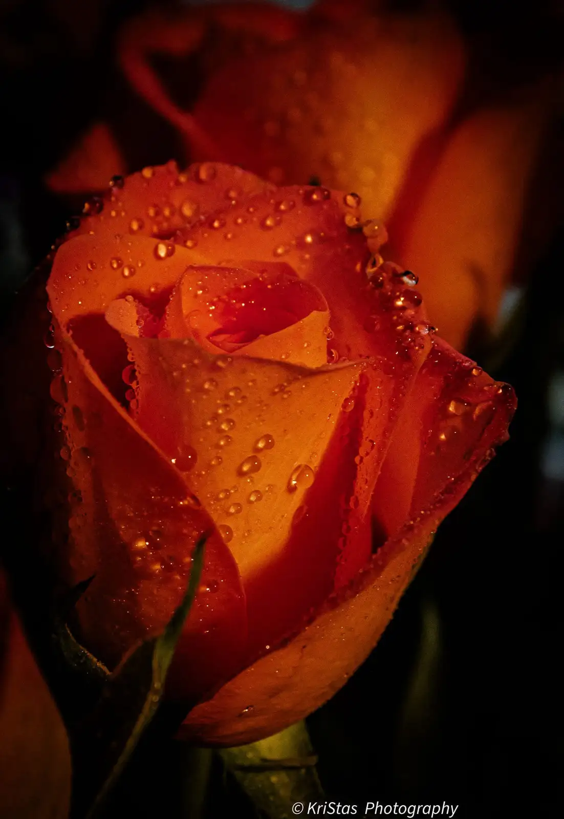 A close-up photograph of an orange rose with water droplets on its petals, illuminated by warm light against a dark…