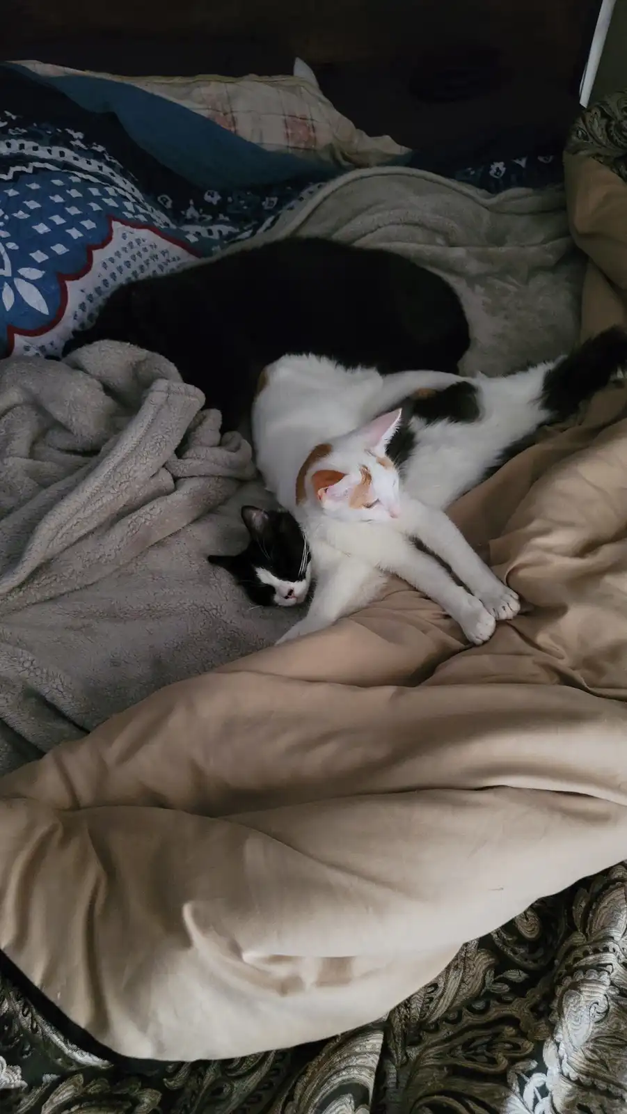 Feeling Down? Take a Break and Enjoy the Soothing Sounds of Purring Kittens