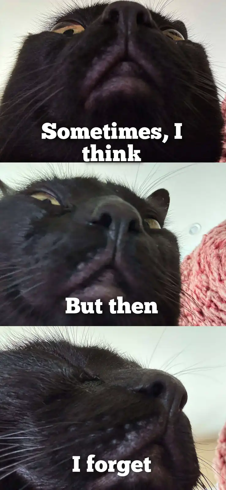 A three-panel meme featuring close-up shots of a black cat's face. In the top panel, the cat looks upward with wide eyes and…