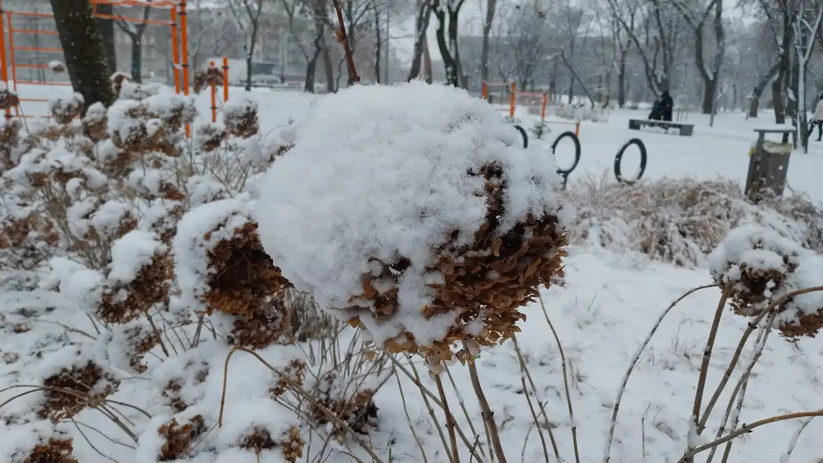 A close-up photo shows dried, brown hydrangea flower heads in a snowy park, heavily covered in fresh snow. The background…