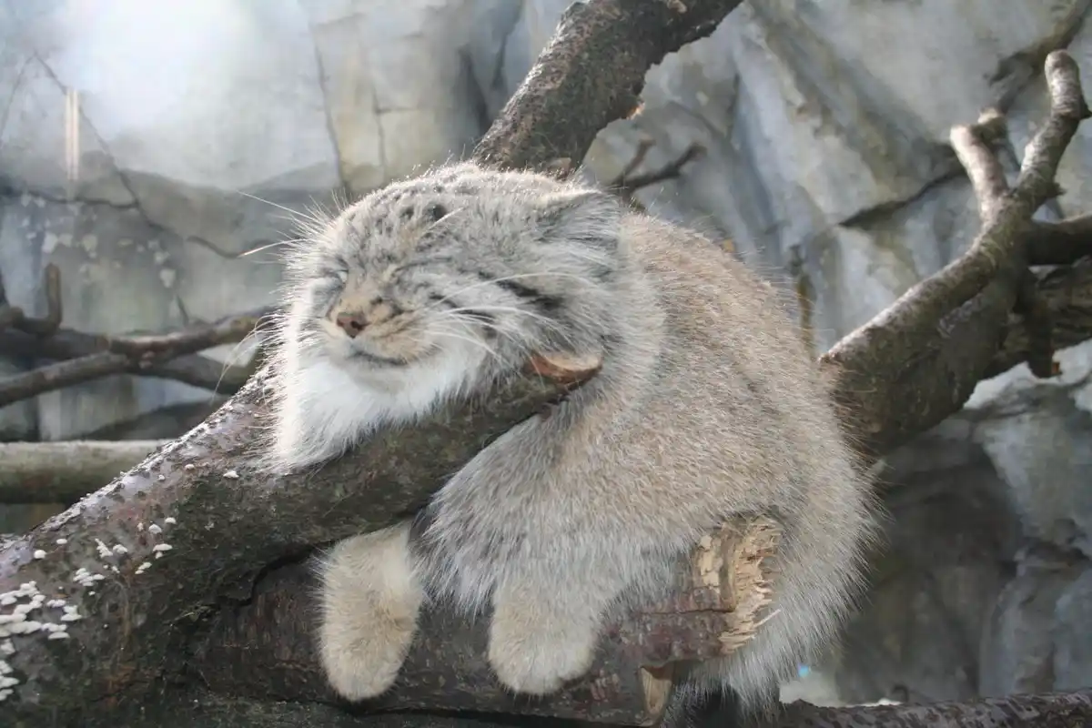 a fluffy, round-faced Pallas's cat is curled up and sleeping soundly on a thick tree branch, its eyes closed and whiskers…