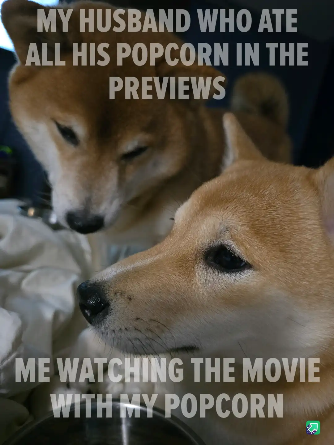 Two shiba inu dogs are shown in a close-up, one in the foreground looking toward the viewer with a bowl in front of it, and…