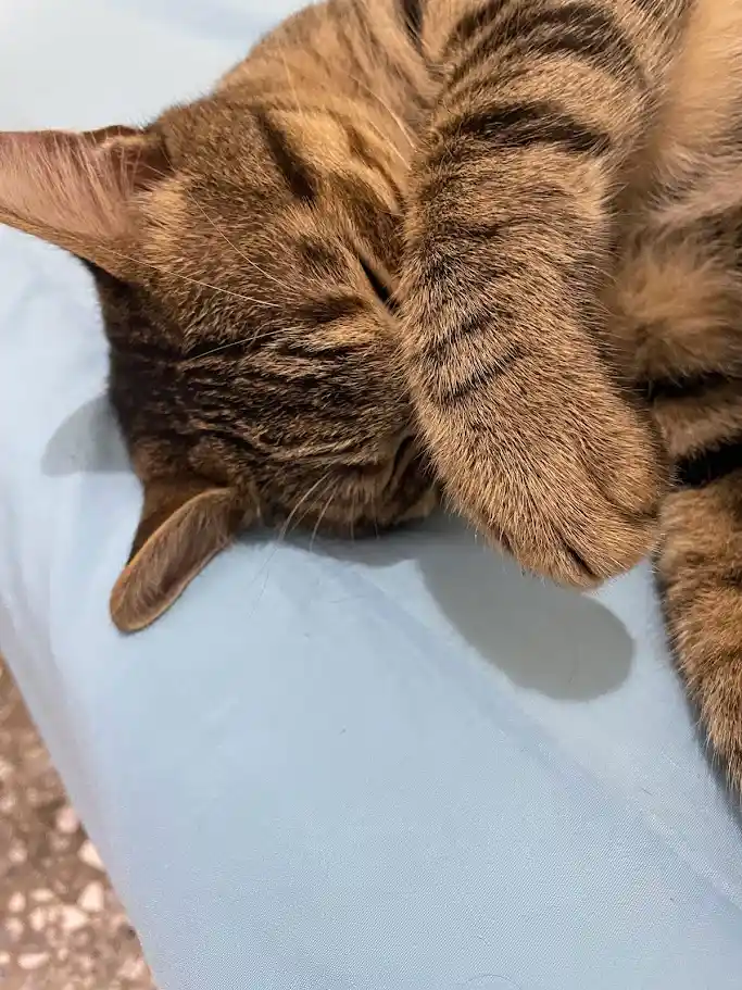 A tabby cat is sleeping on a light blue surface, with one paw covering its face in a 'sleeping' or 'unbothered' pose. The…