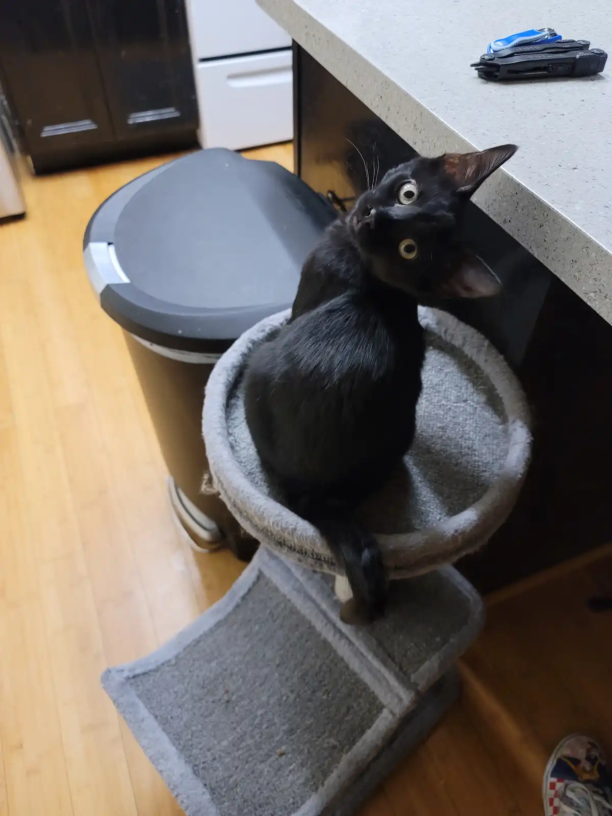 A small black kitten with wide, startled eyes sits on a gray cat tree, looking upward with an expression of shock or fear…