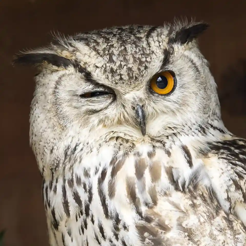 A close-up photo of a screech owl with one eye closed and the other wide open, giving a stern, unimpressed expression. The…
