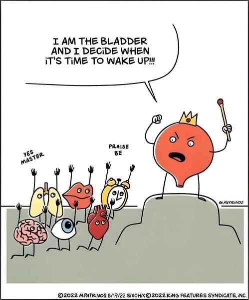 A cartoon bladder wearing a crown and holding a conductor's baton stands on a podium, shouting 'I AM THE BLADDER AND I…