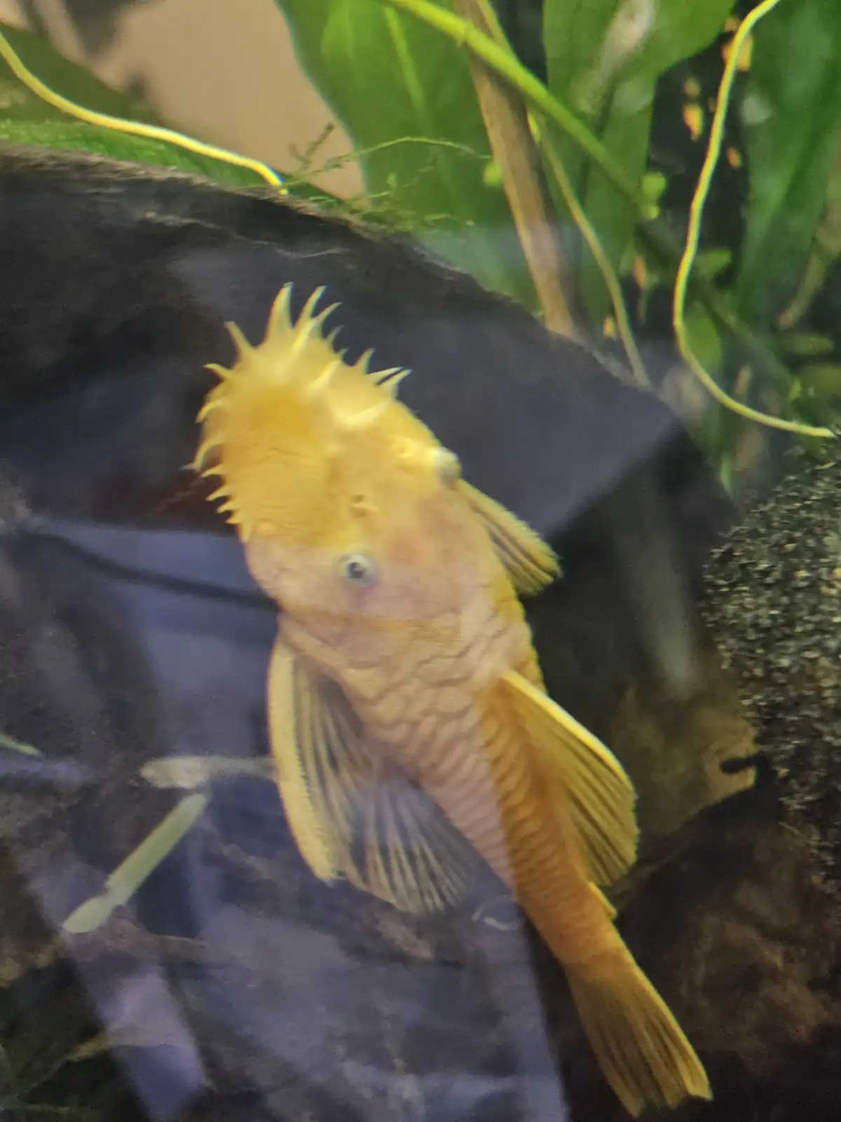 A yellowish goldfish with a spiky, mohawk-like growth on its head swims in an aquarium with green plants and rocks. The…